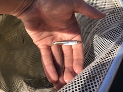 Notropis atherinoides