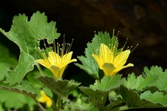 Eucnide bartonioides