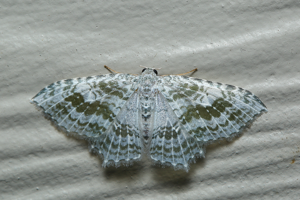 Poecilasthena sthenommata