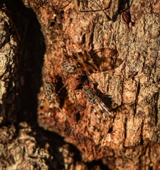 Pseudotephritis