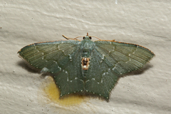 Hemithea pellucidula