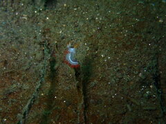 Coryphella trilineata