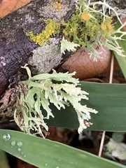 Ramalina complanata