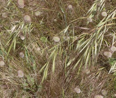 Bromus diandrus