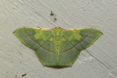 Metallochlora venusta