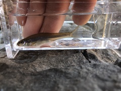 Notropis dorsalis