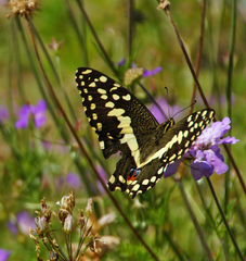 Papilio demodocus