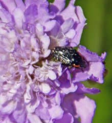 Oxythyrea marginalis