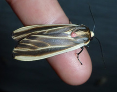 Arctiinae