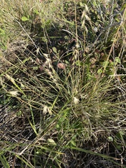 Bouteloua rigidiseta