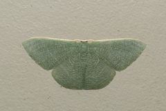 Prasinocyma ocyptera