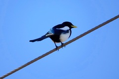 Pica nuttalli