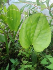 Echinodorus longiscapus