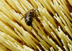 Apis mellifera capensis
