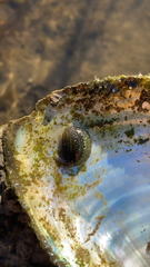 Glossiphonia elegans