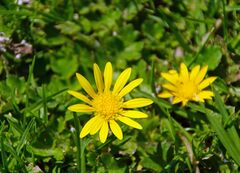 Arctotheca prostrata