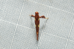 Caloptilia xanthopharella