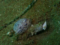 Bulla gouldiana