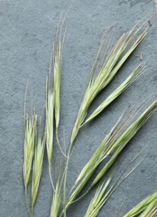 Bromus diandrus