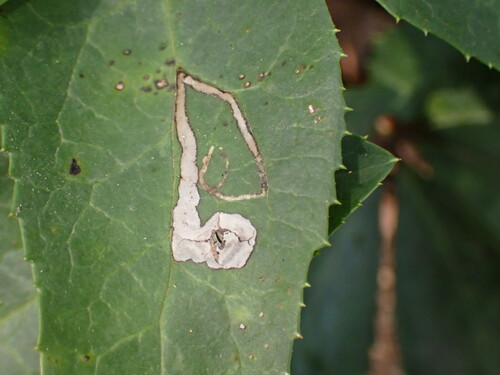 Hellebore Leafminer