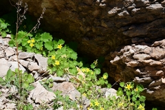 Eucnide bartonioides