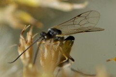 Limneriini