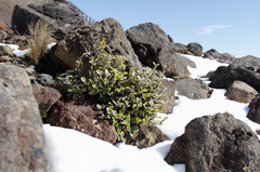 Brachyglottis bidwillii