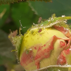 Macrosiphum rosae