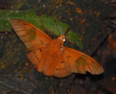 Euriphellus euribates