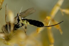 Limneriini