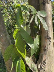 Cecropia pachystachya