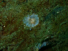Harenactis attenuata