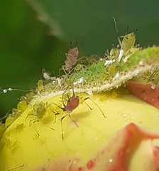 Macrosiphum rosae