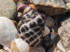 Tenguella marginalba