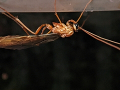 Ophion obscuratus