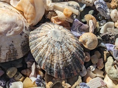 Cellana tramoserica