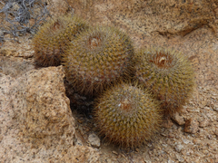 Copiapoa serpentisulcata