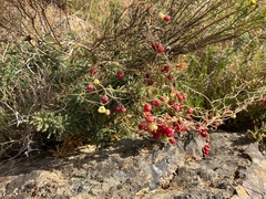 Asparagus asparagoides
