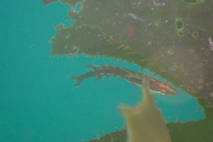 Heterostichus rostratus