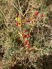 Asparagus asparagoides