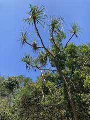 Pandanus tectorius