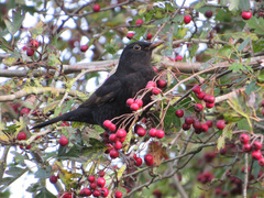 Turdus merula