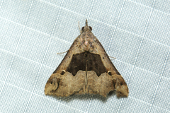 Hypena gonospilalis