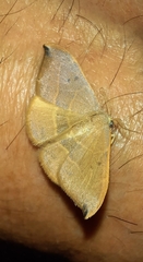 Watsonalla uncinula