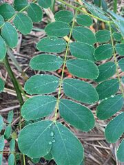 Pseudosamanea guachapele