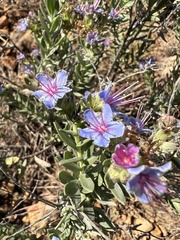 Lobostemon echioides