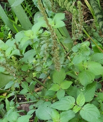 Isoglossa woodii