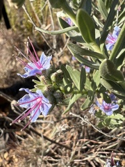 Lobostemon echioides
