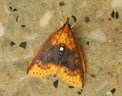 Pyraustinae