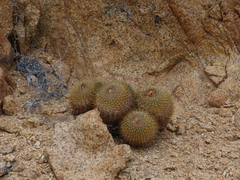 Copiapoa serpentisulcata
